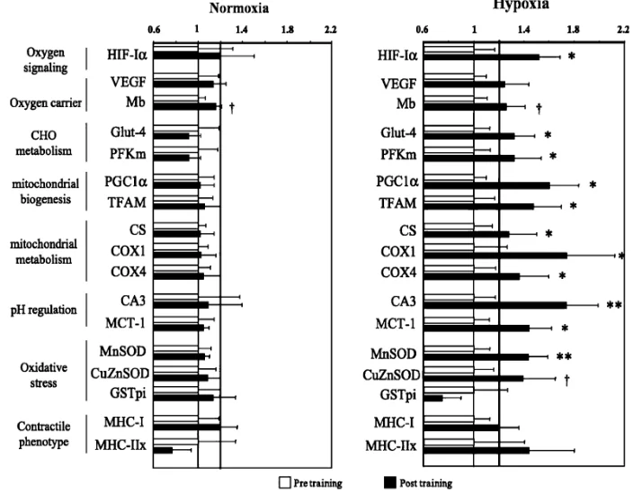 Molekulare Anpassungen unter Hypoxie vs. Normoxie — HIF-1α, PGC1α, mitochondriale Biogenese